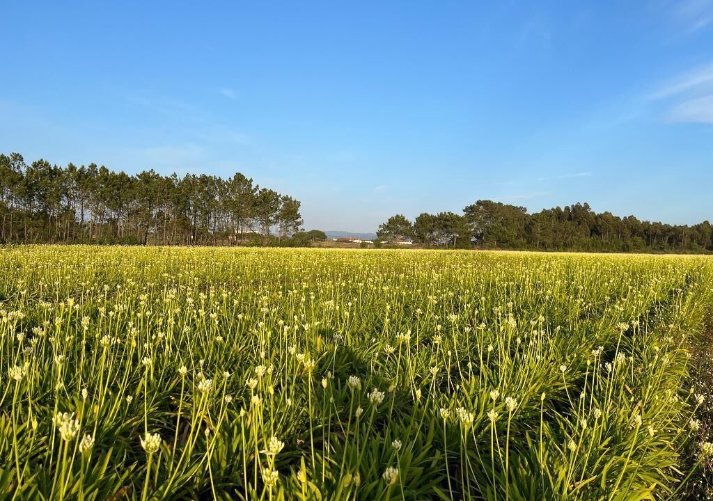 Photo of Outdoor in Cabeco de Aguia