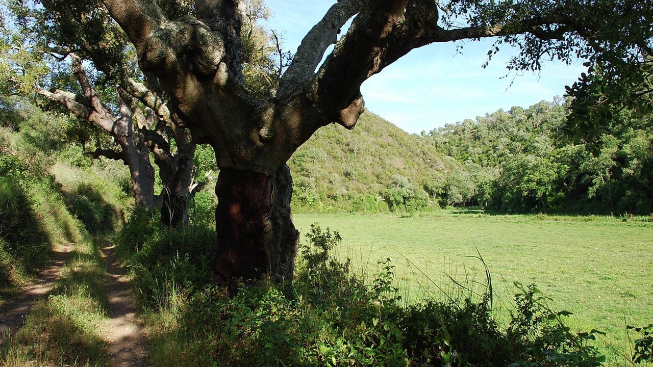 Photo of Others in Troviscais