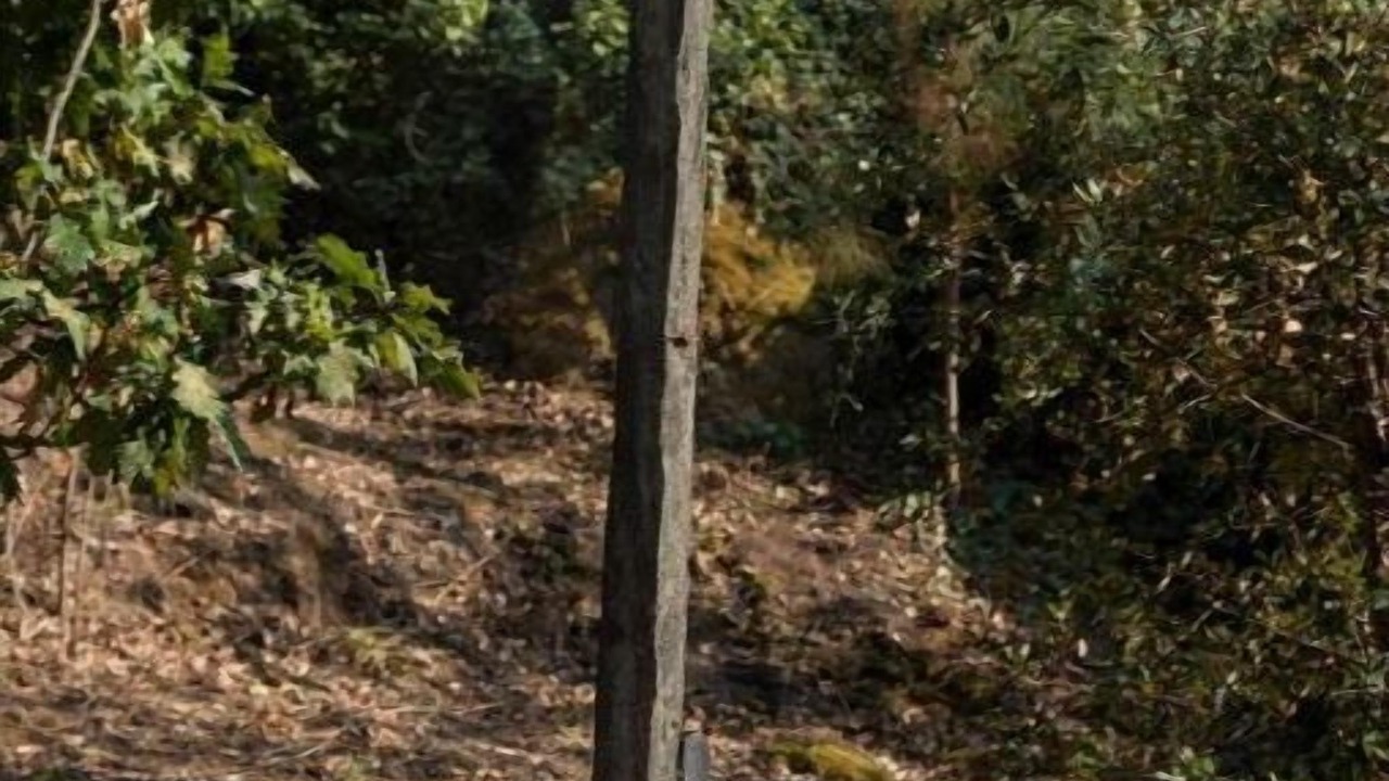 Photo of Outdoor in Carregal do Sal