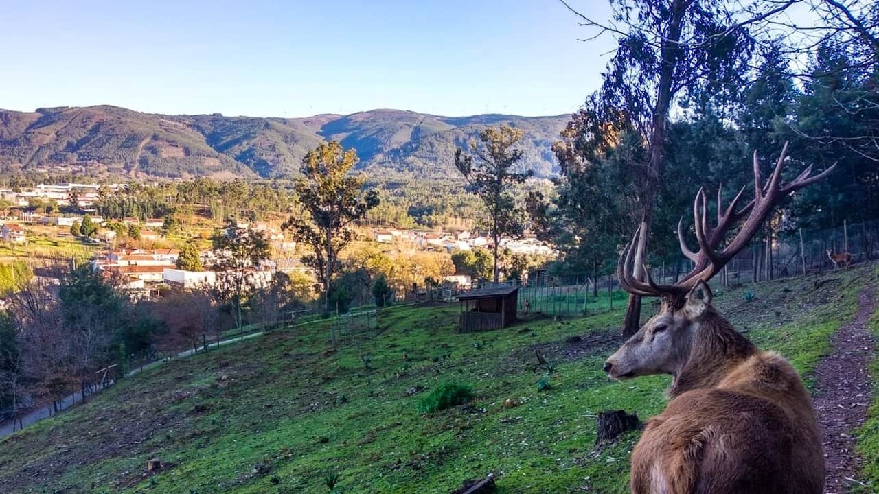 Photo of Outdoor in Miranda do Corvo