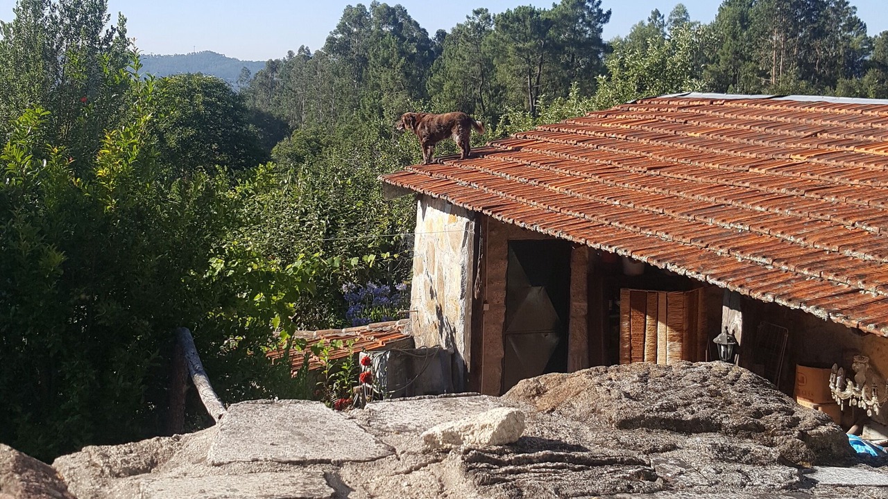Photo of Others in Sao Pedro do Sul