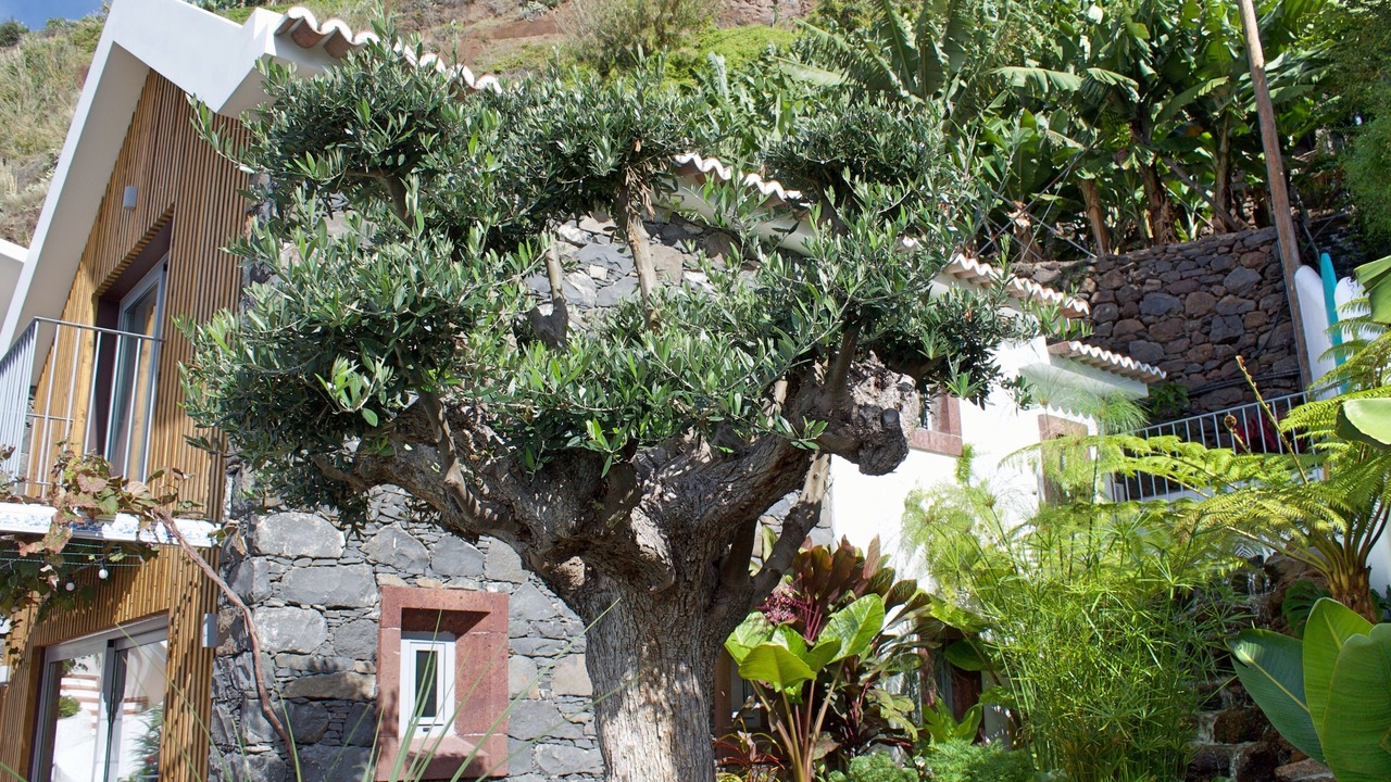 Photo of Others in Arco da Calheta