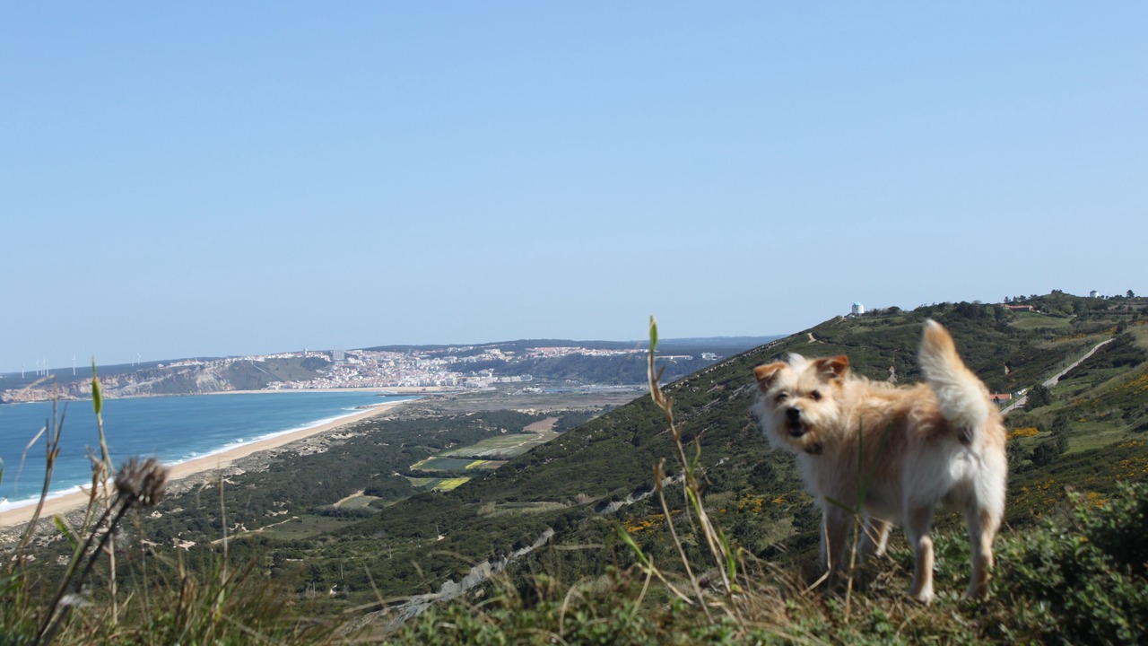 Photo of Others in Nazare