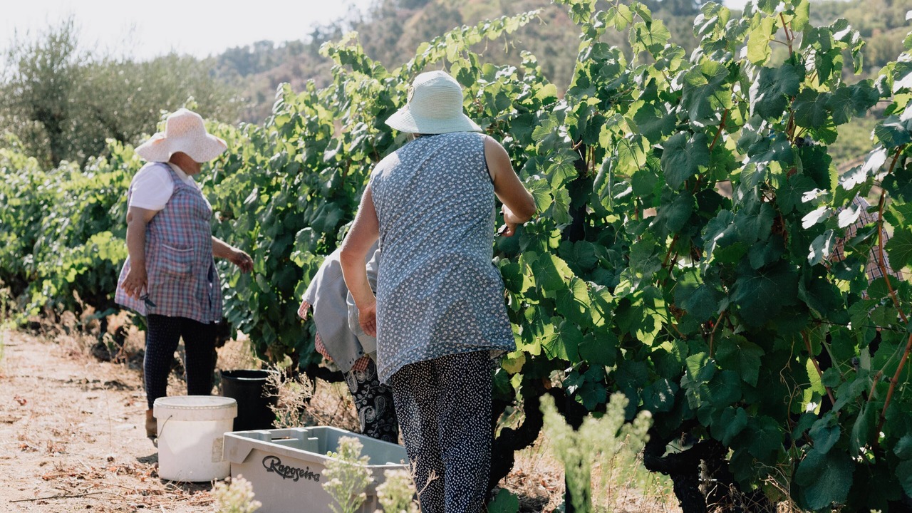 Photo of Others in Varzea de Abrunhais