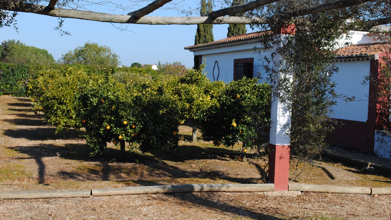 Photo of Outdoor in Montemor-o-Novo