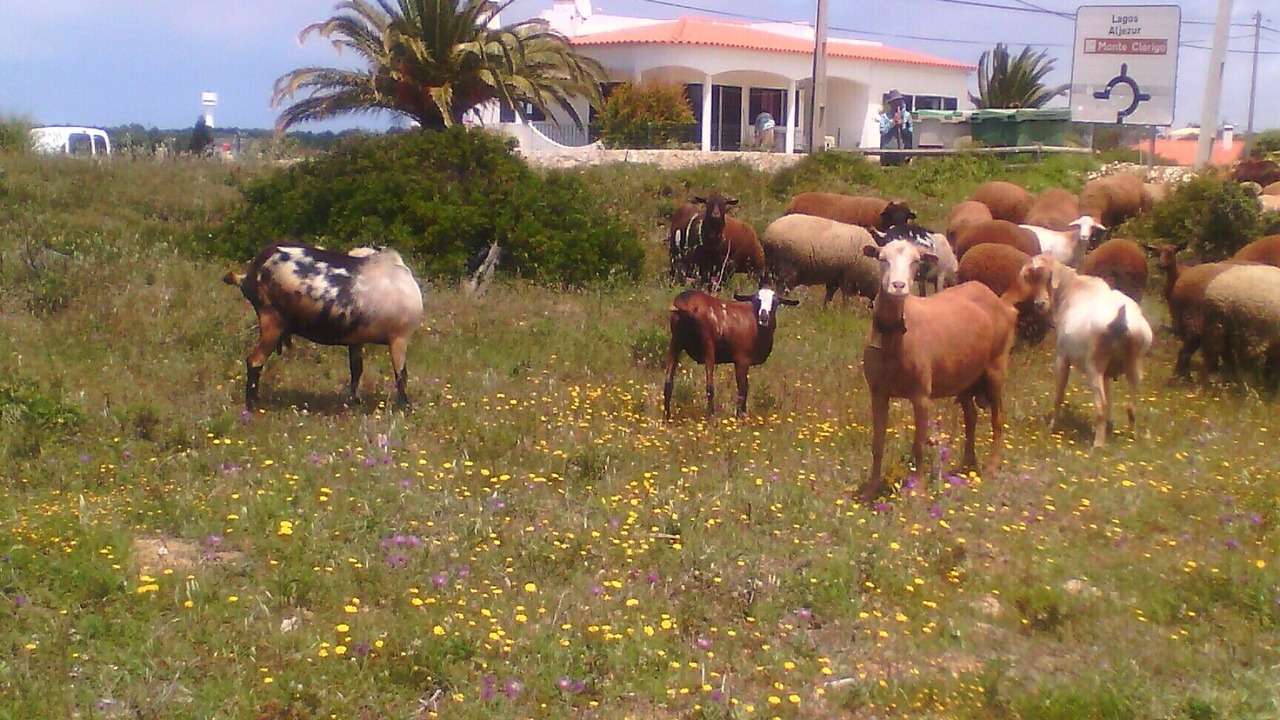 Photo of Outdoor in Aljezur