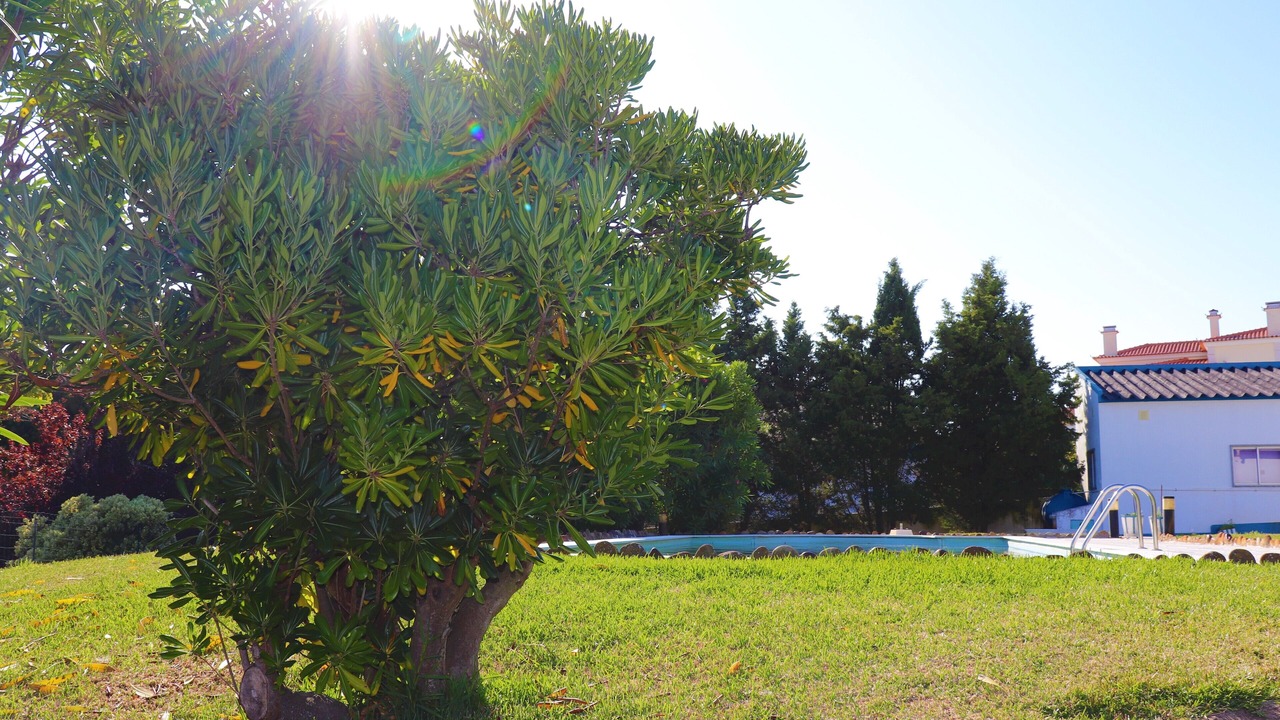 Photo of Outdoor in Ericeira