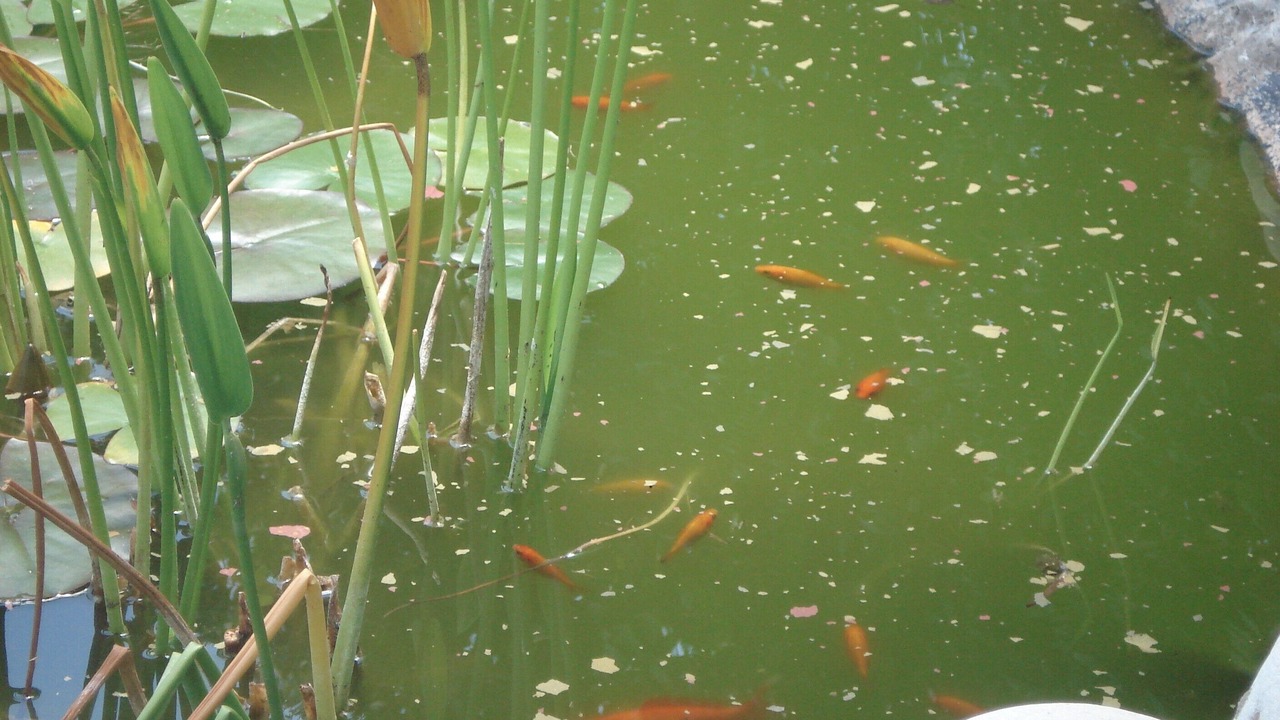 Photo of Others in Mato Serrao