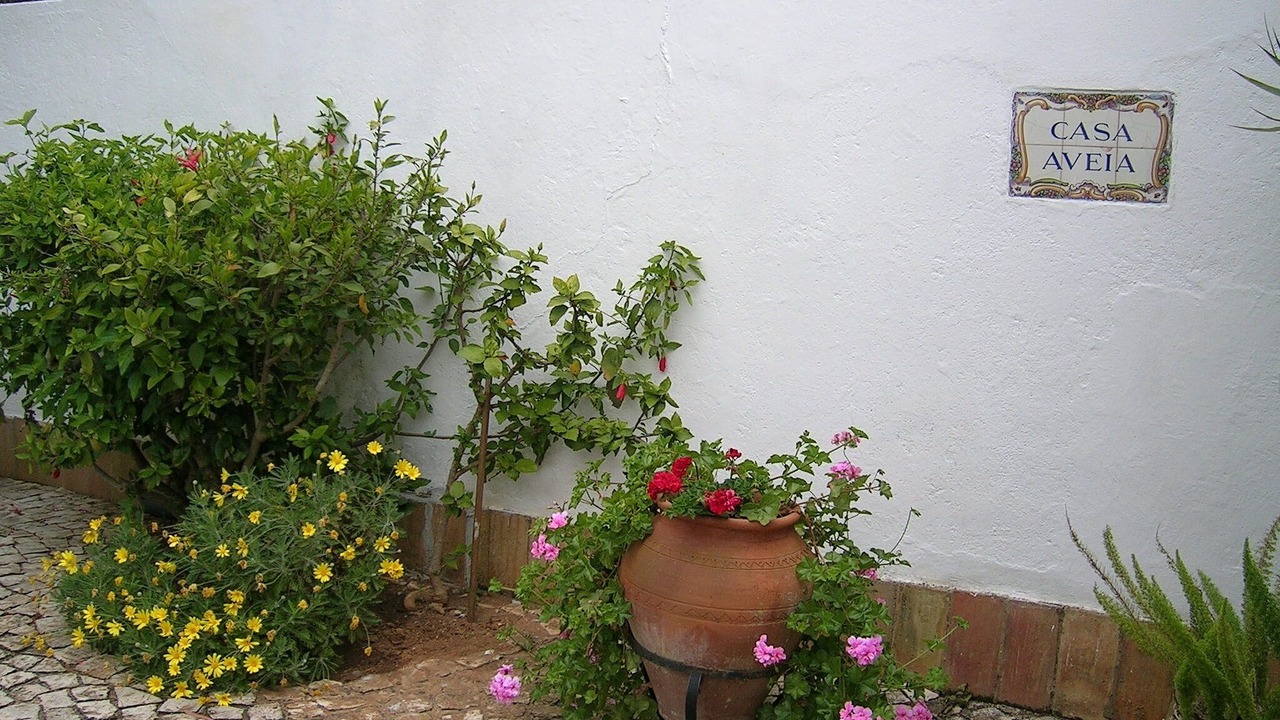 Photo of Others in Funchal