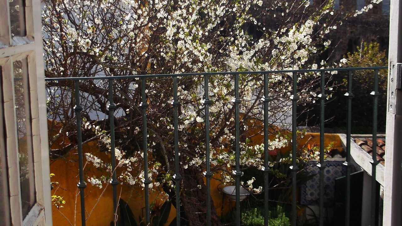 Photo of Others in Obidos