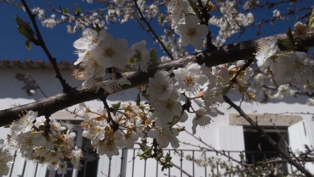 Photo of Outdoor in Obidos