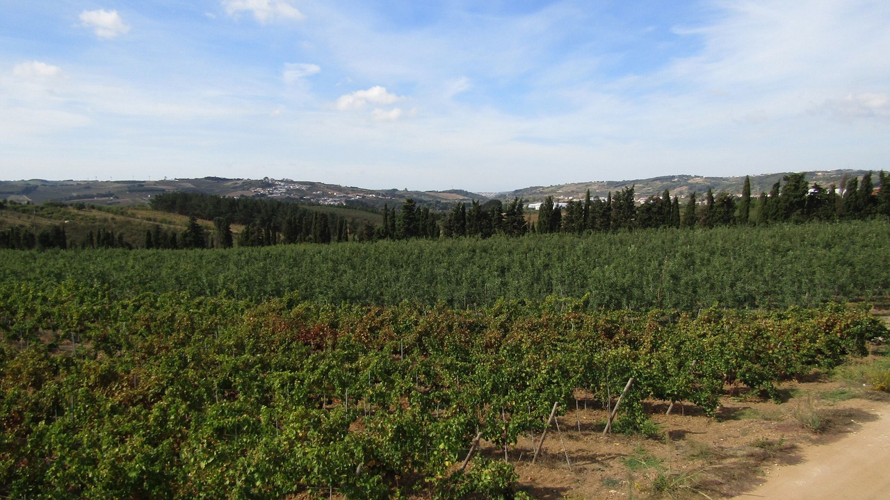 Photo of Outdoor in Bombarral