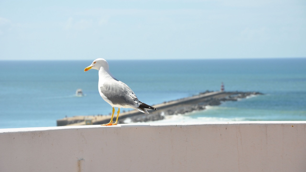 Photo of Others in Praia da Rocha