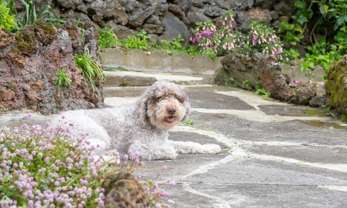Photo of Outdoor in Ponta Delgada