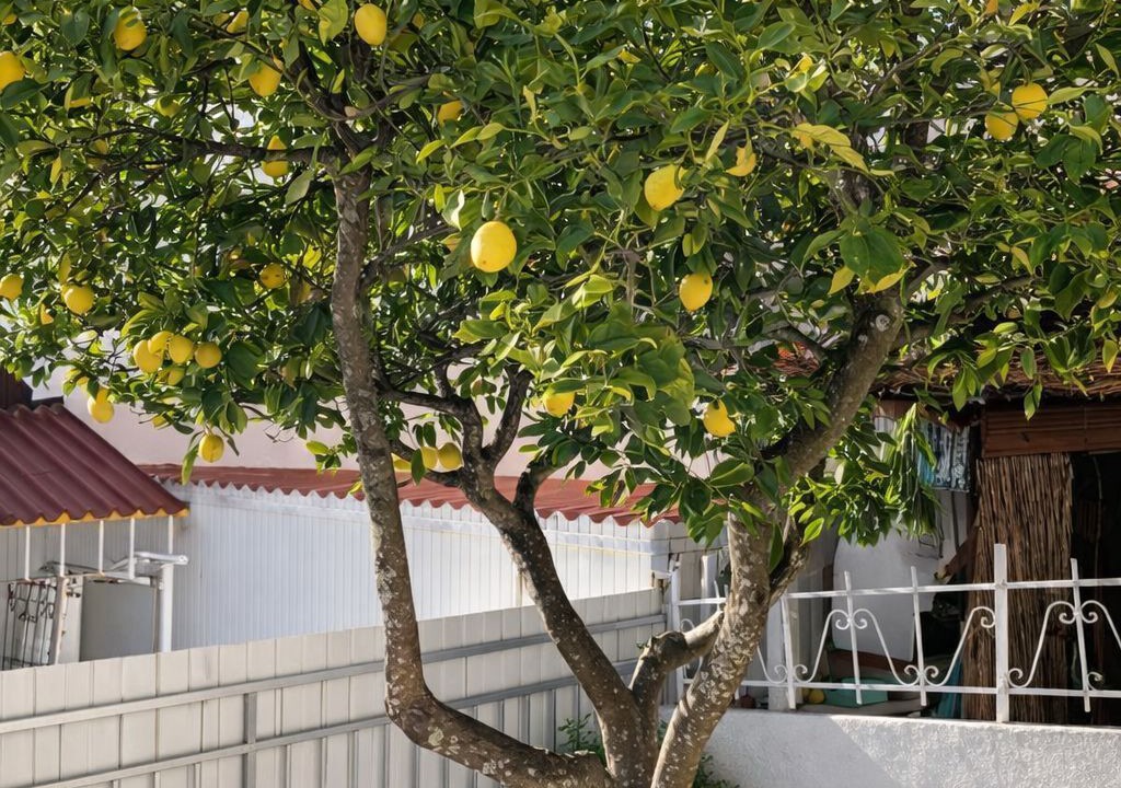 Photo of Outdoor in Corroios
