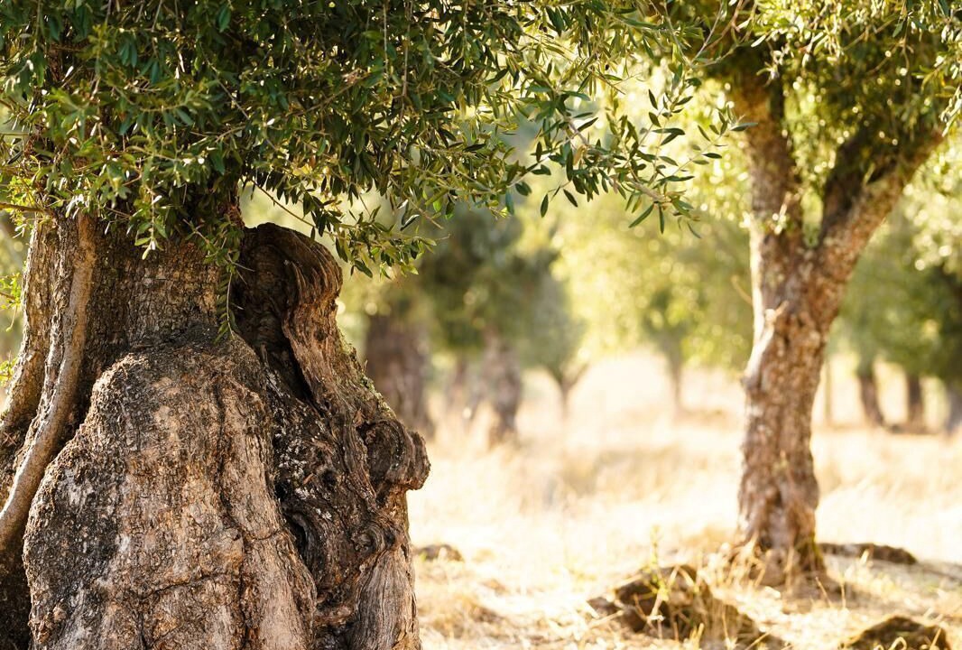 Photo of Others in Estremoz