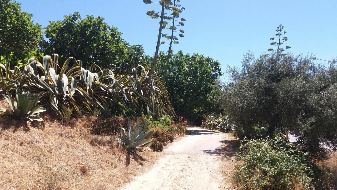 Photo of Outdoor in Funchal