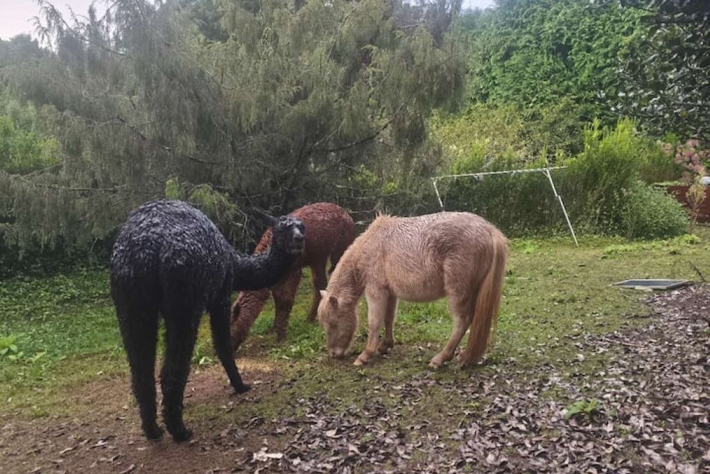 Photo of Others in Santo da Serra