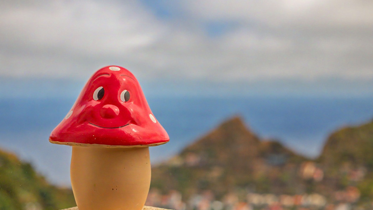 Photo of Others in Camara de Lobos