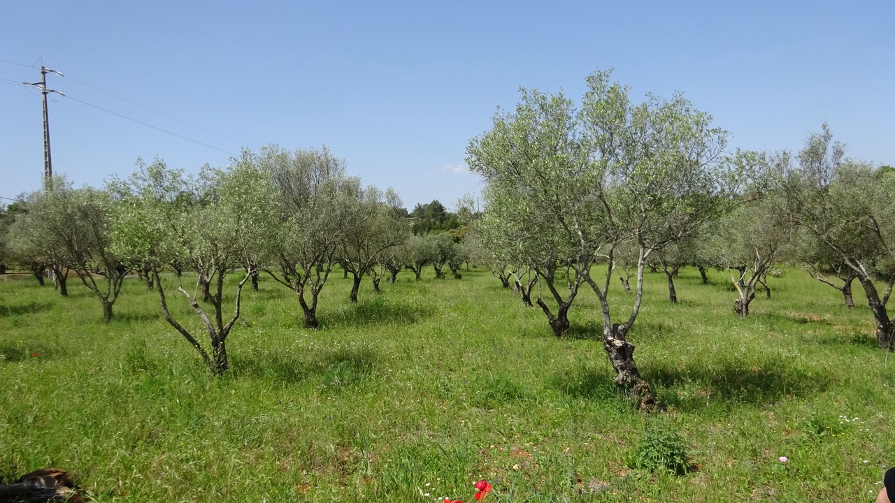 Photo of Others in Torres Novas