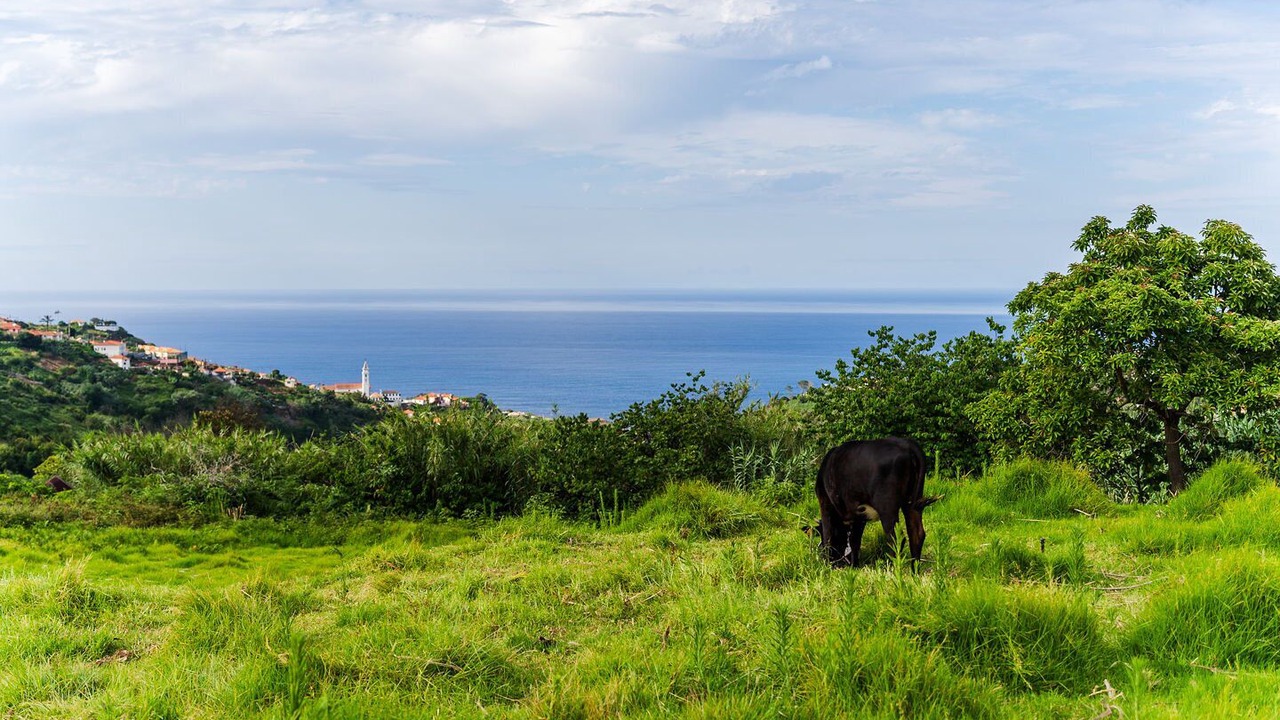 Photo of Others in Faial