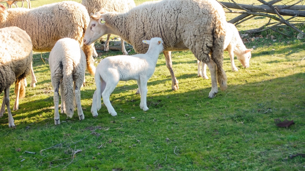 Photo of Others in Guarda