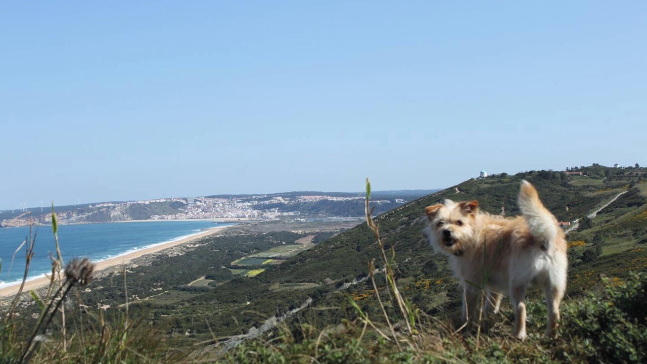 Photo of Others in Serra da Pescaria