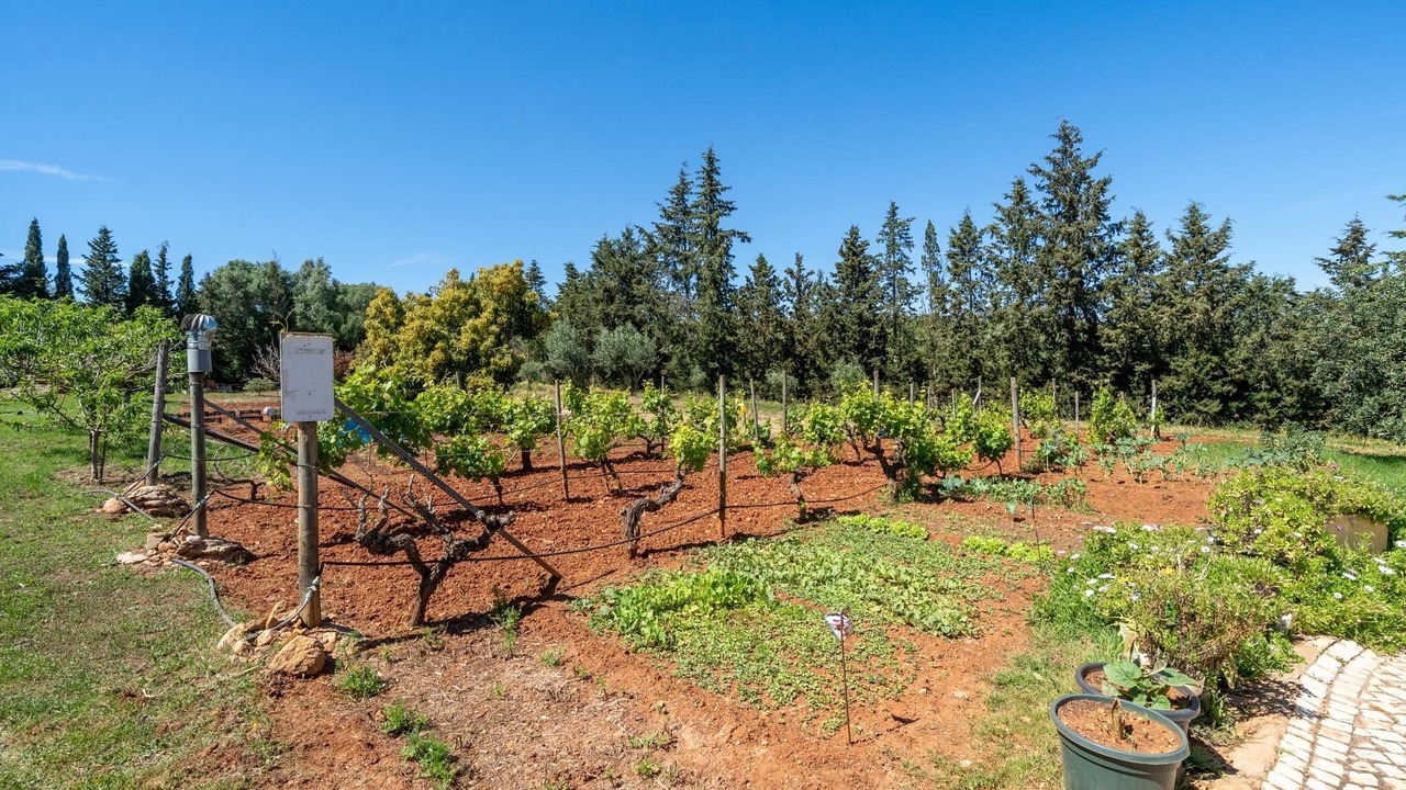 Photo of Outdoor in Alfarrobeira