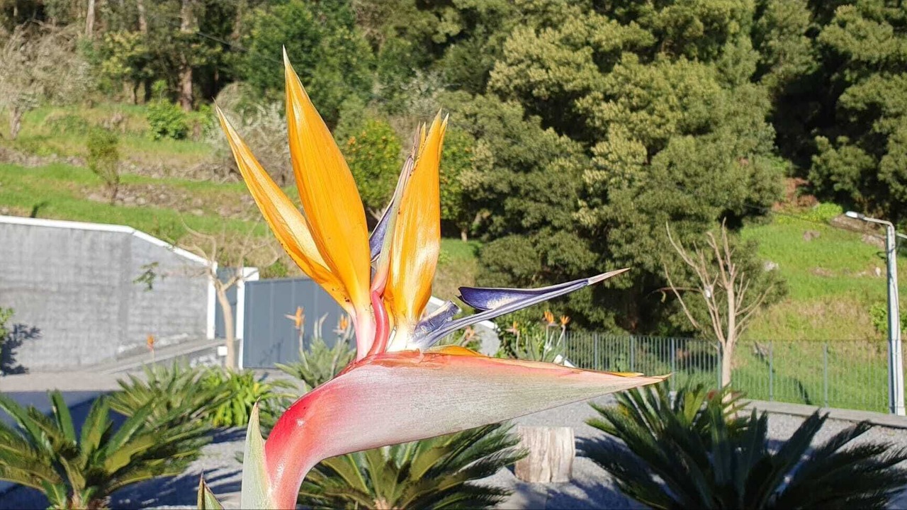 Photo of Outdoor in Arco da Calheta