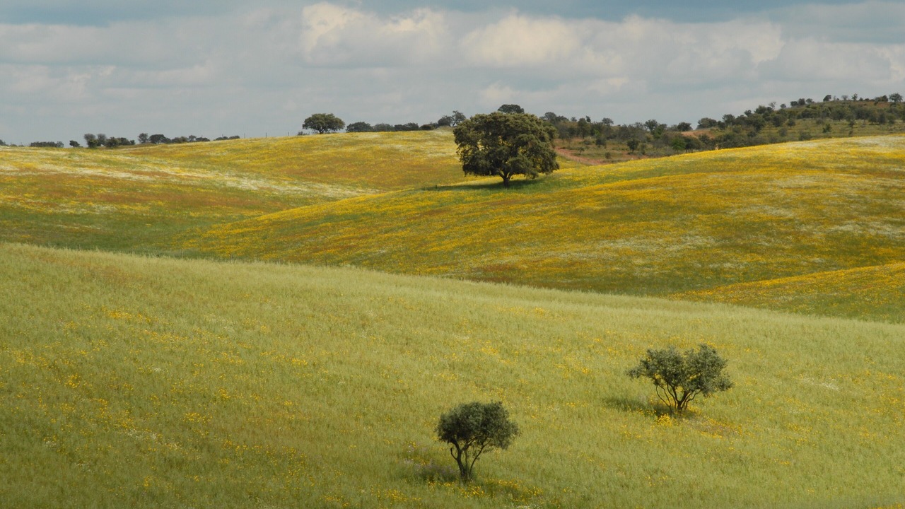 Photo of Others in Mertola