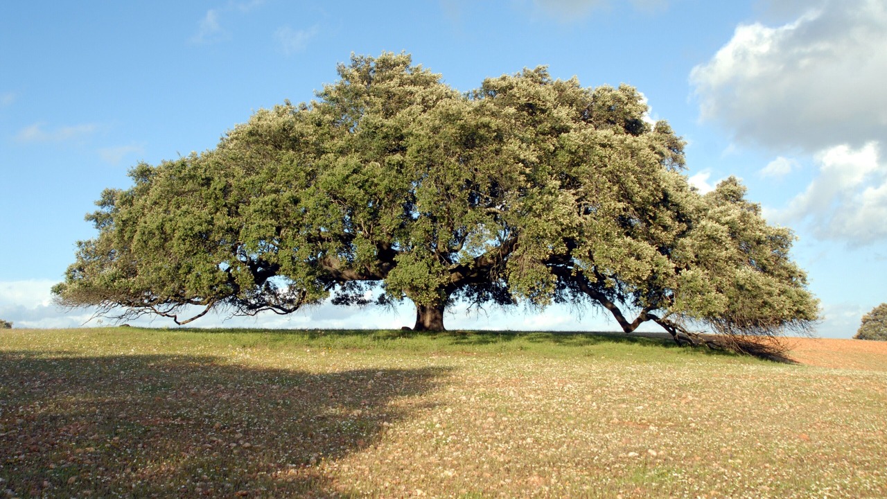 Photo of Others in Mertola
