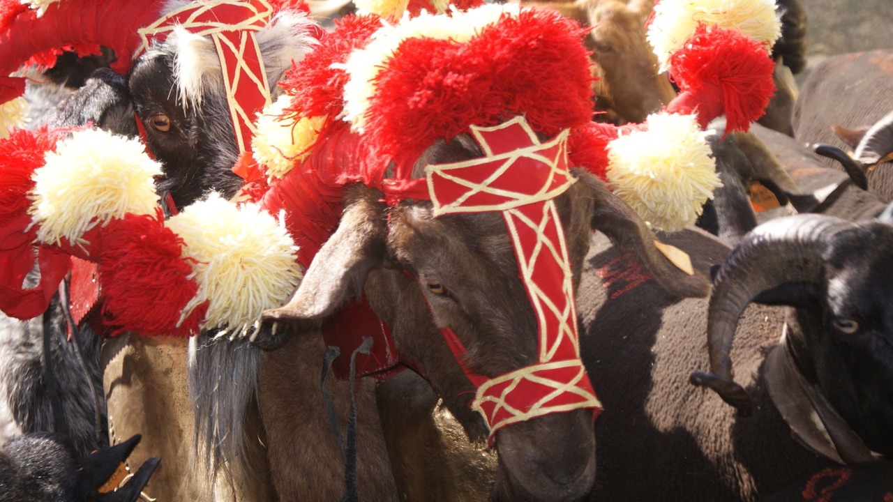 Photo of Others in Covas