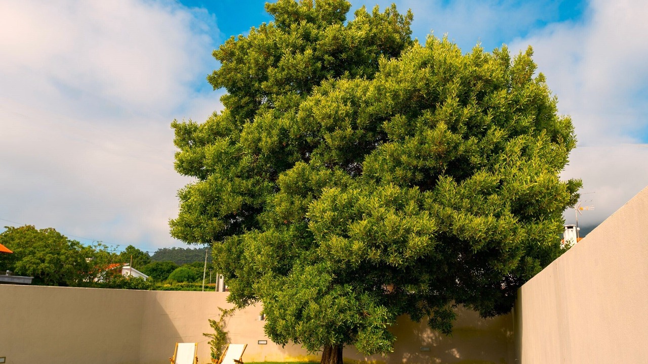 Photo of Outdoor in Afife