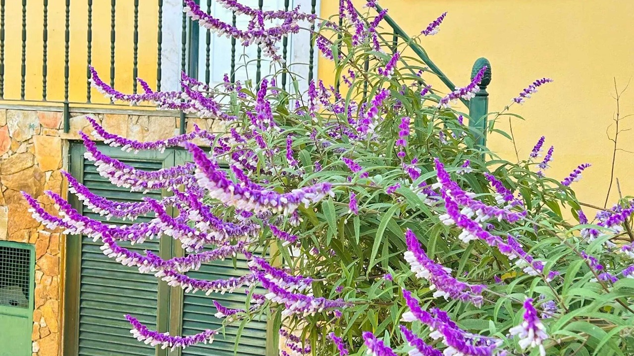 Photo of Others in Vilar da Mo