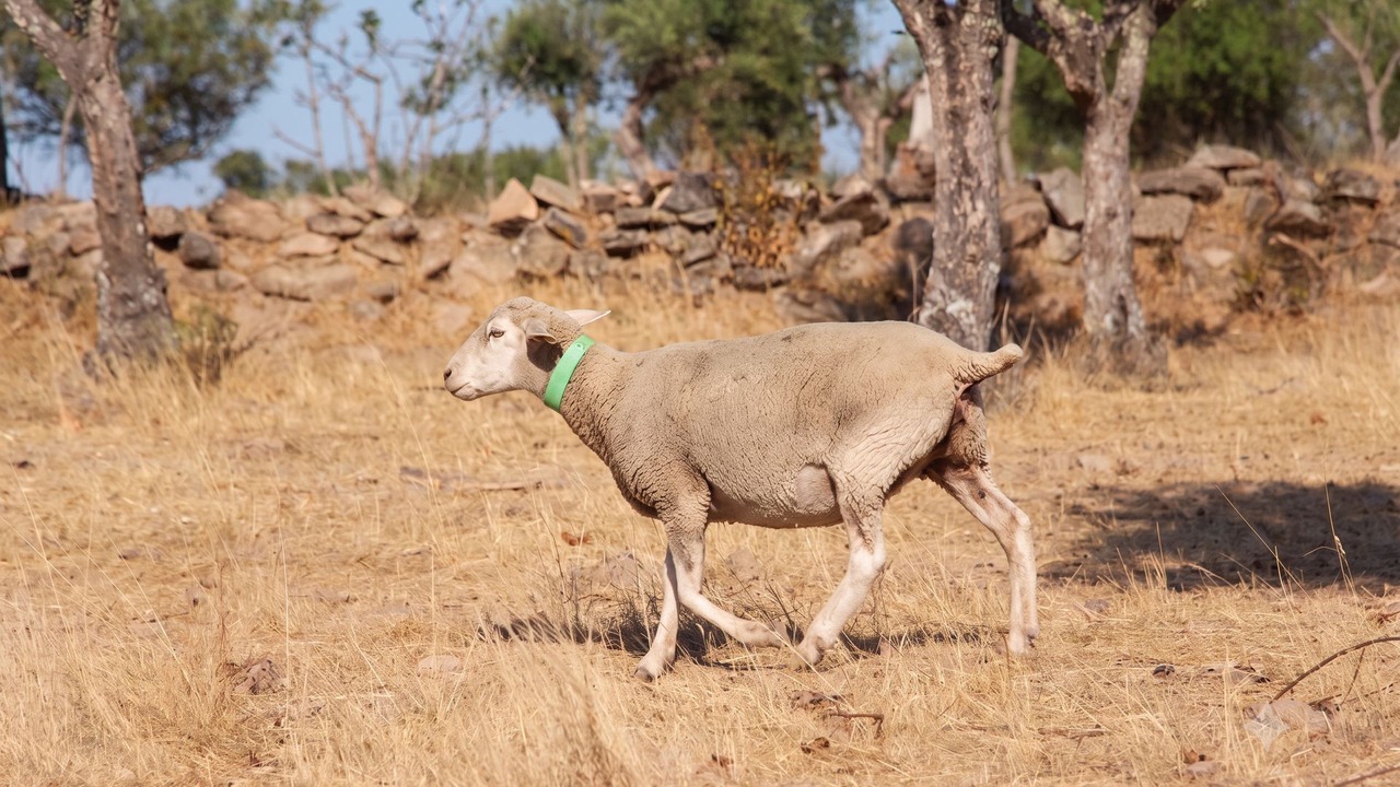 Photo of Others in Gafete