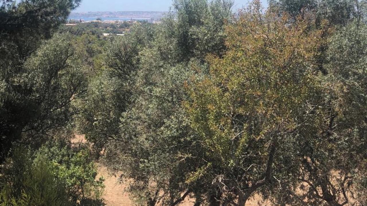 Photo of Outdoor in Alvor