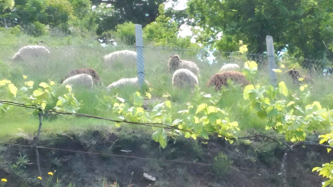Photo of Others in Ponte da Barca
