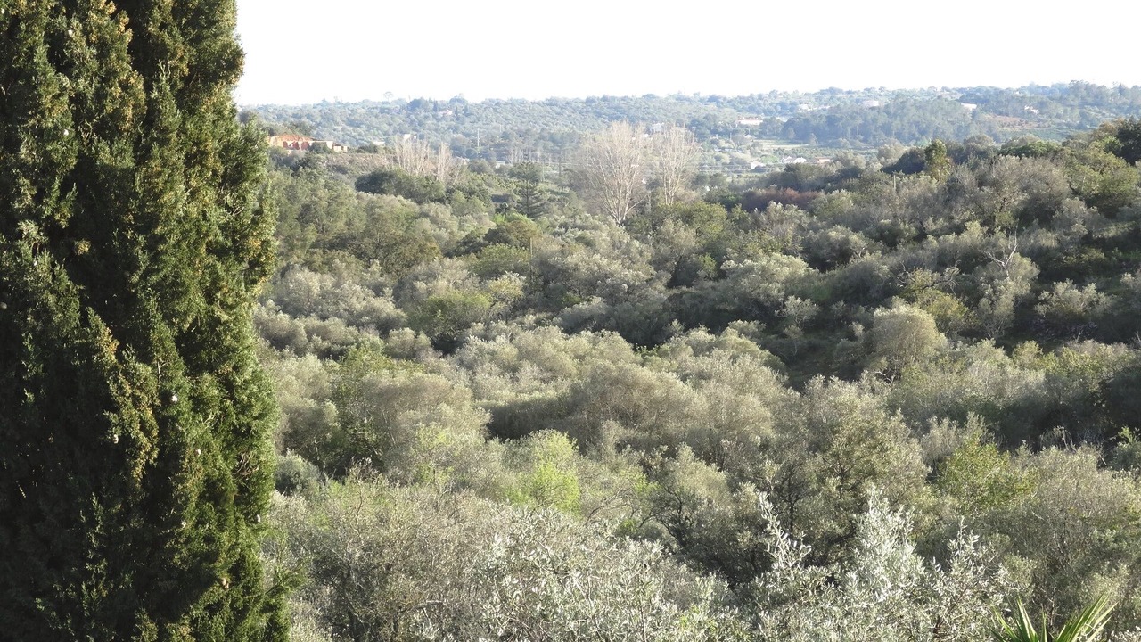 Photo of Others in Silves