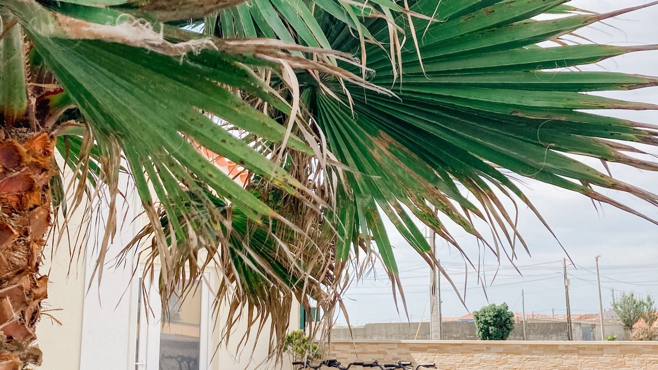 Photo of Others in Peniche