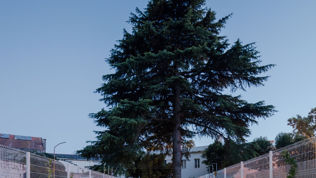 Photo of Outdoor in Cedofeita