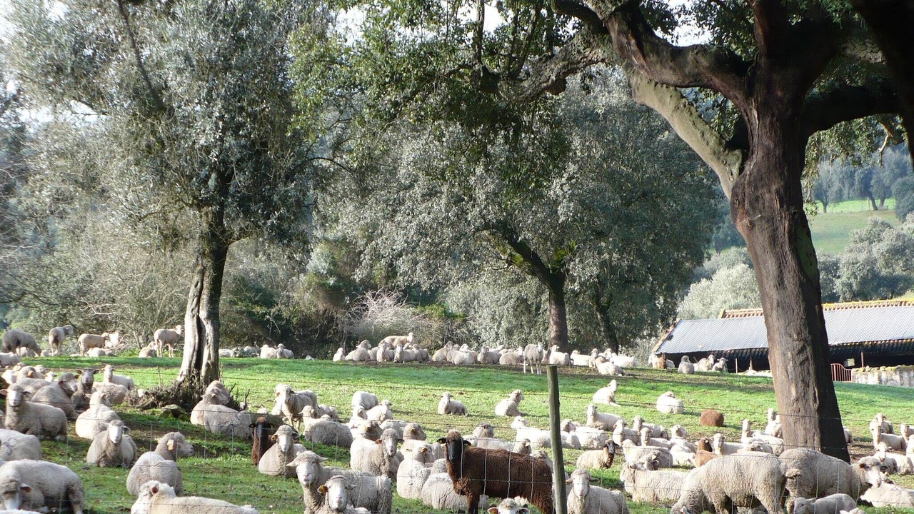 Photo of Others in Montemor-o-Novo
