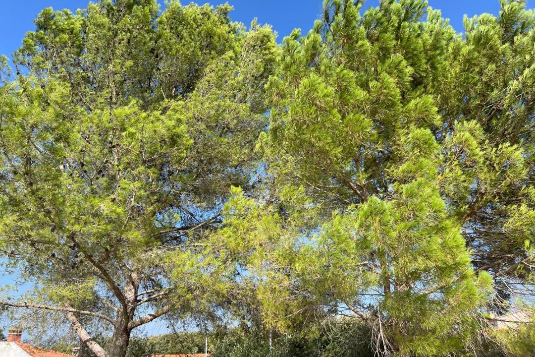 Photo of Others in Torres Novas