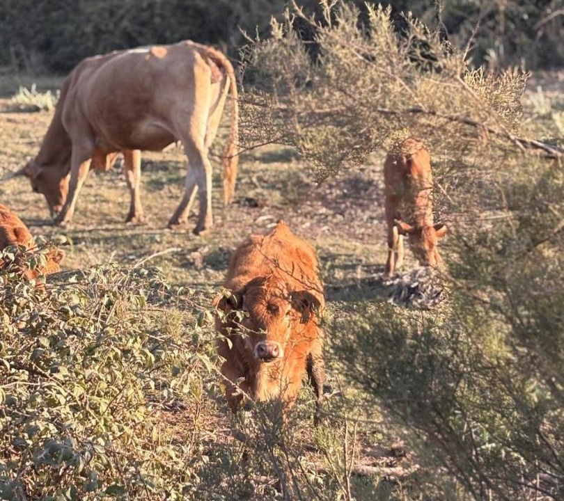 Photo of Others in Carrapateira