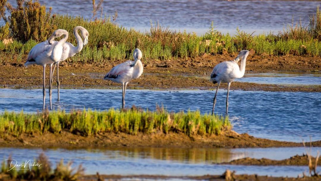 Photo of Others in Sao Bras de Alportel