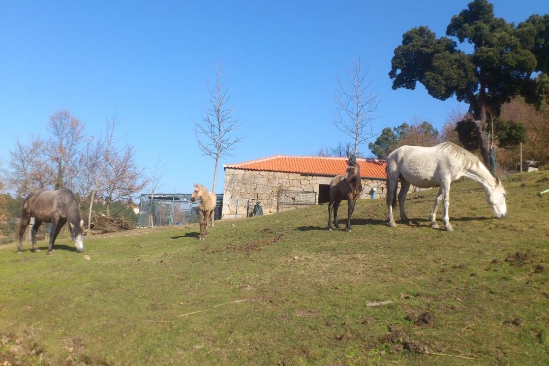 Photo of Others in Chaves