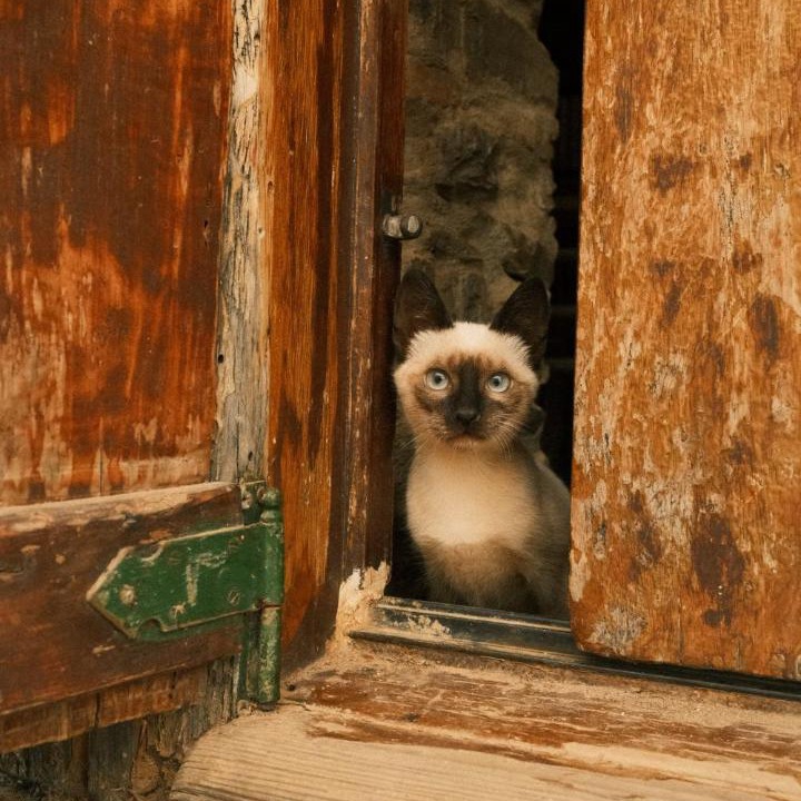 Photo of Others in Odemira