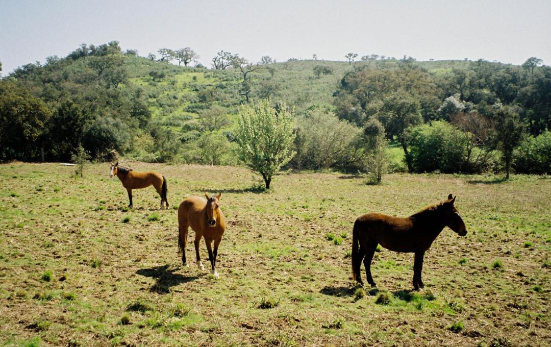 Photo of Others in Odemira