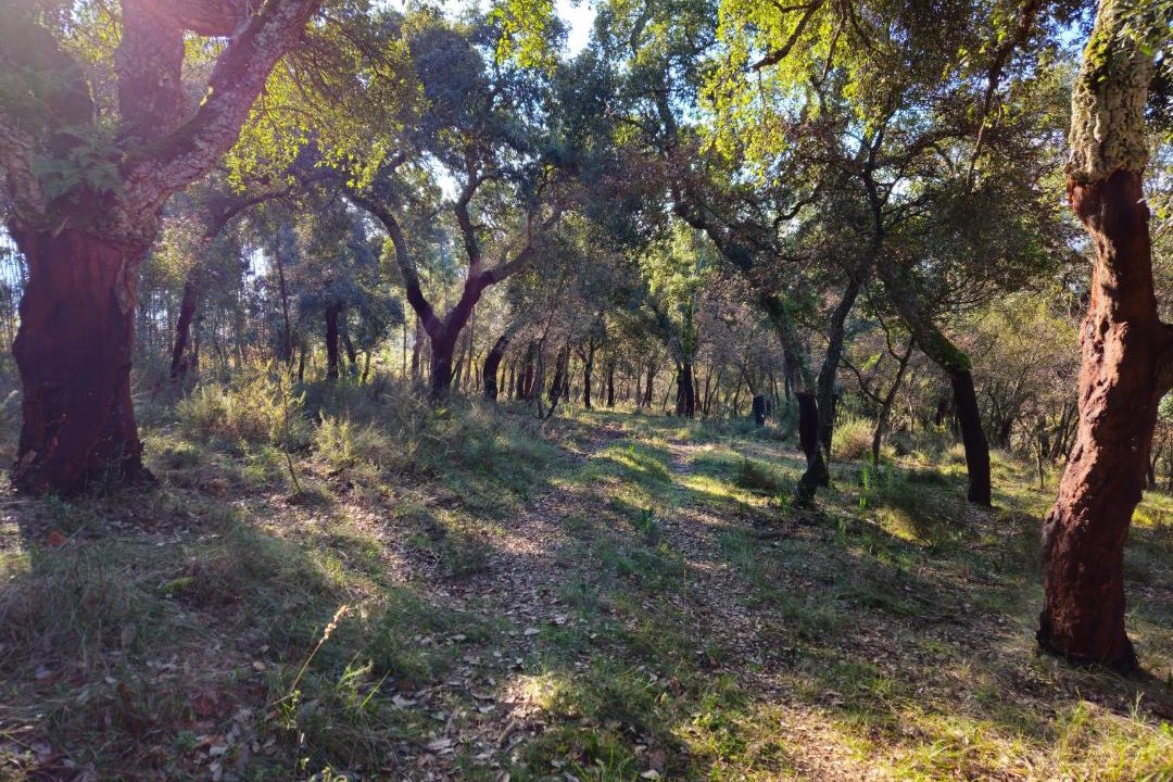 Photo of Others in Areias