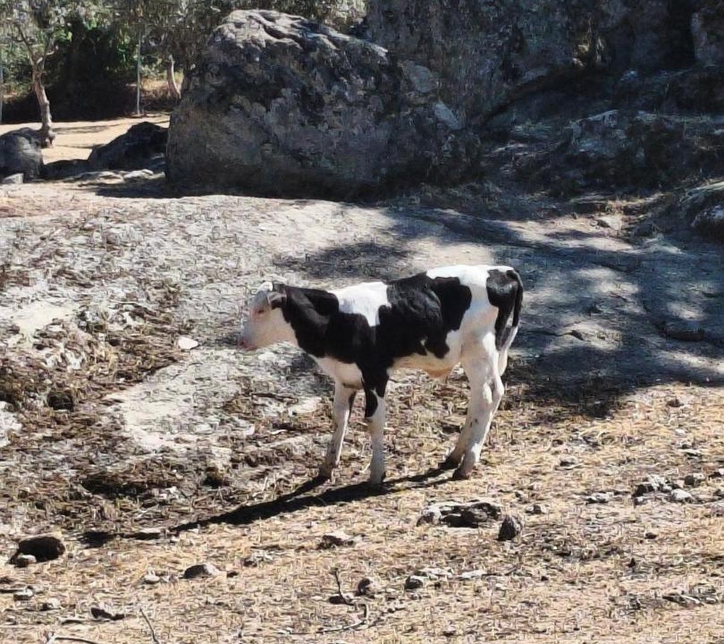 Photo of Others in Castelo Branco