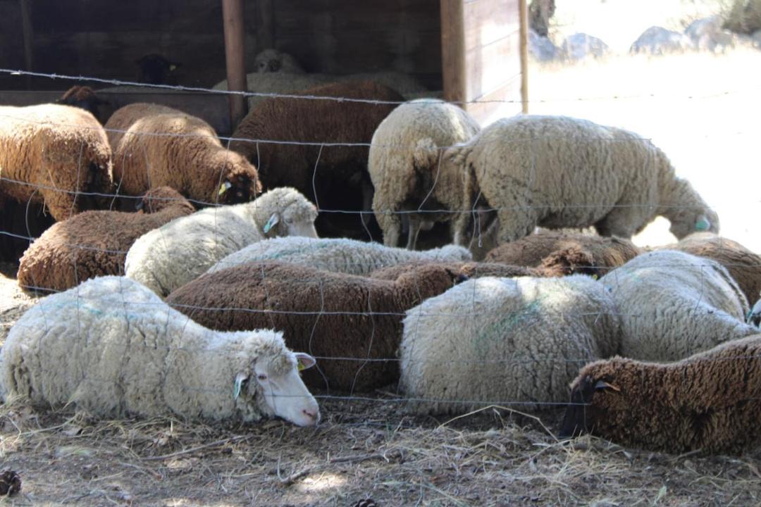 Photo of Others in Evora